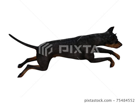 Doberman Pinscher dog on isolated white background showing various poses. Rendered for working with collages in photo editing programs. 3d rendering, 3d illustrations. 75484552