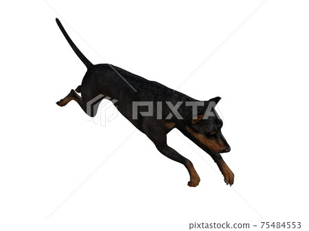 Doberman Pinscher dog on isolated white background showing various poses. Rendered for working with collages in photo editing programs. 3d rendering, 3d illustrations. 75484553