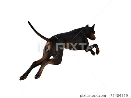 Doberman Pinscher dog on isolated white... - Stock Illustration [75484559]  - PIXTA