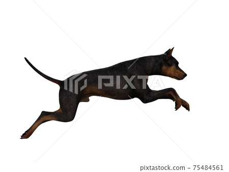 Doberman Pinscher dog on isolated white... - Stock Illustration [75484561]  - PIXTA