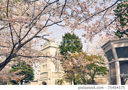 Yokohama · Yamate Sakura 75484575