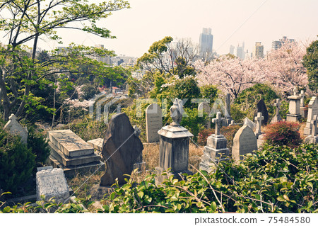 Yokohama · Yamate Sakura 75484580