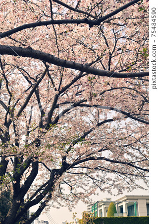 Yokohama · Yamate Sakura Yokohama · Yamate Sakura 75484590