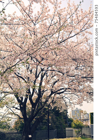 Yokohama · Yamate Sakura Yokohama · Yamate Sakura 75484593
