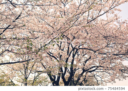 Yokohama · Yamate Sakura Yokohama · Yamate Sakura 75484594