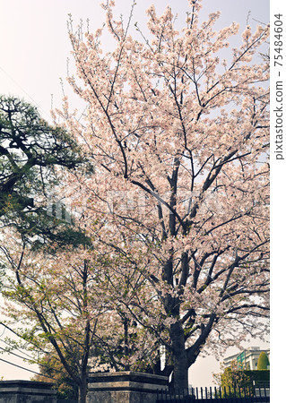 Yokohama · Yamate Sakura 75484604