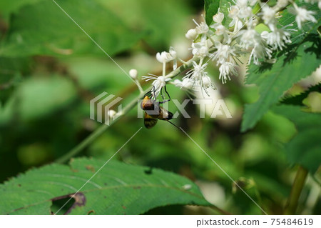 Shirosujibekko Hoverfly sucking the nectar of Actaea simplex 75484619