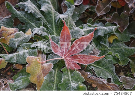 Autumn morning with frosty autumn leaves Autumn morning with frosty autumn leaves 75484807