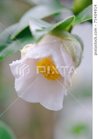 茶花往下看 75484914