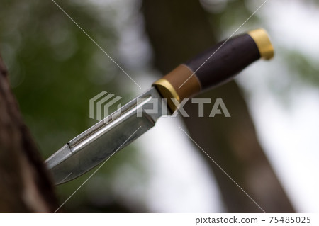 Old hunting knife stuck into a big mouldering tree 75485025