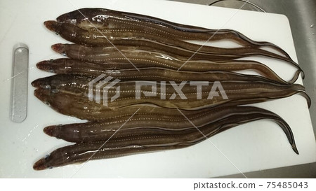 I caught a lot of conger eels I caught a lot of conger eels 75485043