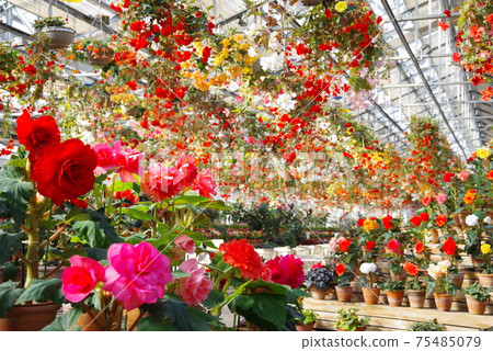 Nabana no Sato (Begonia Garden) 75485079