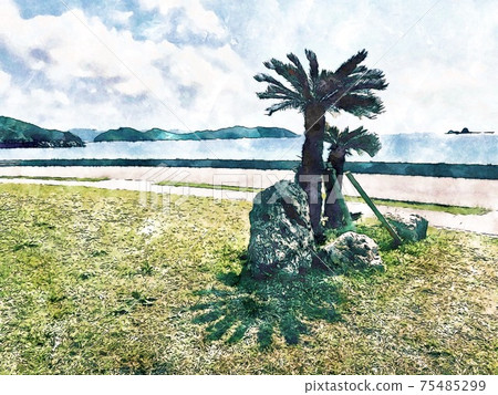 Tropical cycad Tropical cycad 75485299