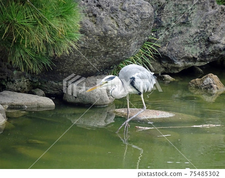 A heron walking gracefully in the pond A heron walking gracefully in the pond 75485302