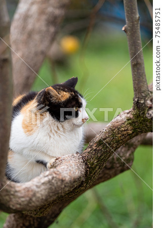 Relax on a tree, calico cat 75485751