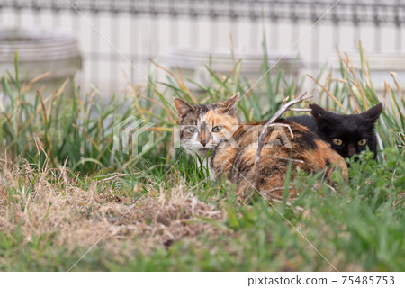 Black cat and calico cat 75485753