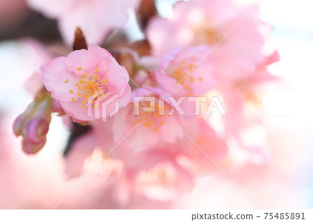 Kawazu Sakura 7015 75485891