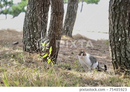 Stray cats living on the beach ⑧ 75485923