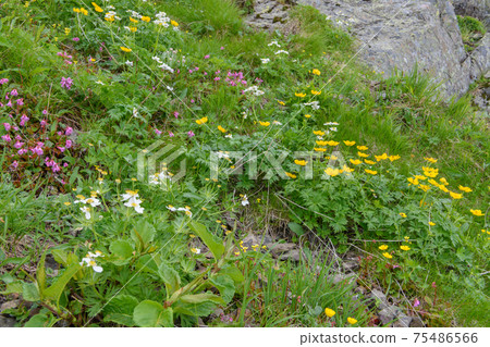 Flower field of alpine plants on Mt. Kitadake 75486566