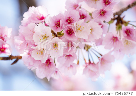櫻花盛開 75486777