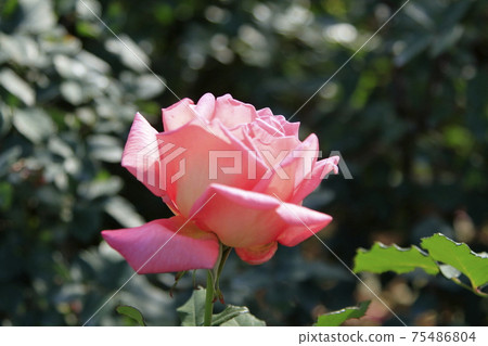 Arao City Ominous Citizen Flower Bed Rose Flower, Arao City Ominous Citizen Flower Bed Rose Flower, 75486804