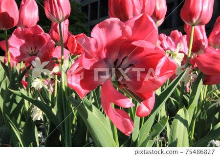 Red flower Red flower 75486827