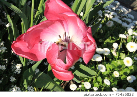 Red flowers and white flowers Red flowers and white flowers 75486828