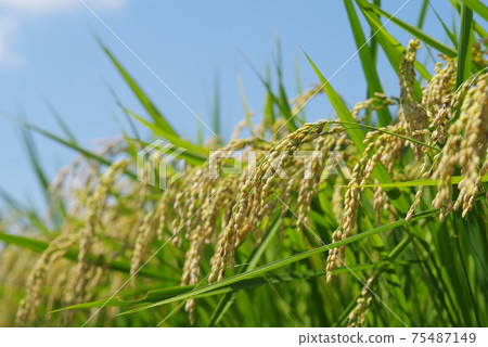 Rice ear before harvest 75487149