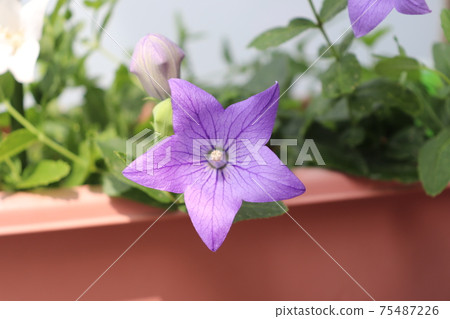 Flowers Flowers 75487226