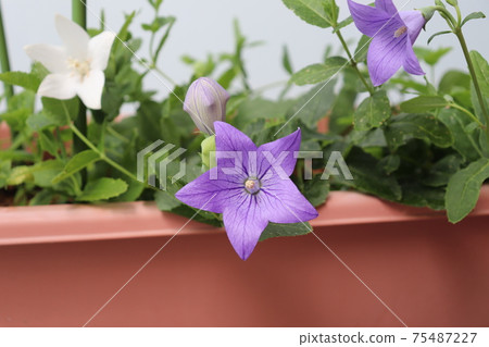 Flowers Flowers 75487227