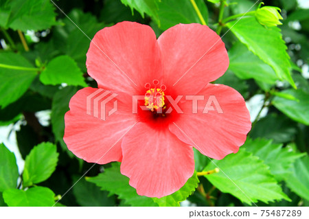 Okinawa Hibiscus Okinawa Hibiscus 75487289