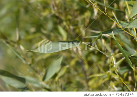 Bissets bamboo 75487374