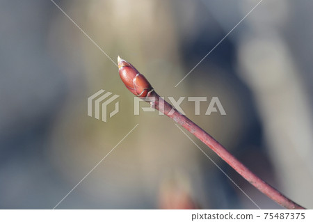 Wedding cake tree Wedding cake tree 75487375