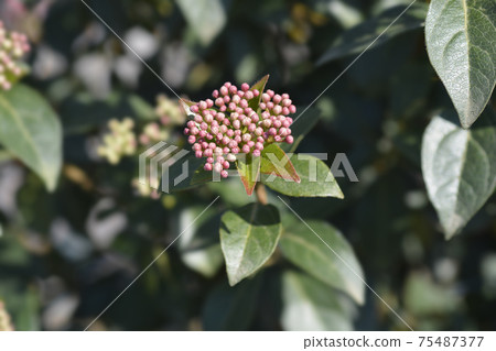 Laurustinus Laurustinus 75487377