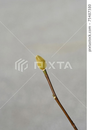 Magnolia Genie Magnolia Genie 75487380
