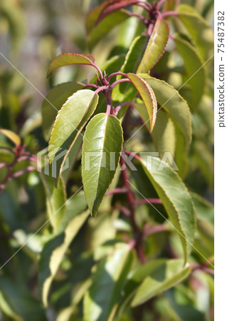 Portuguese Laurel Cherry Portuguese Laurel Cherry 75487382