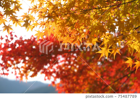秋天的樹葉 秋天的樹葉 75487789