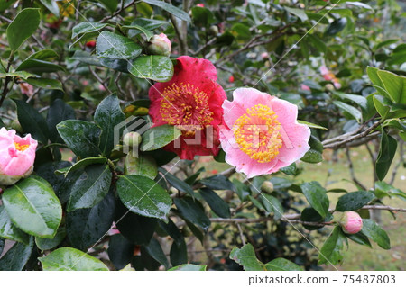 茶花山茶花山茶節Ha 75487803