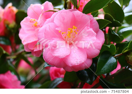 茶花山茶花山茶節Ha 75487804