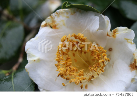 茶花山茶花山茶節Ha 75487805