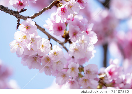 Up of cherry blossoms 75487880