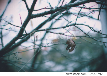 Leaves that are about to fall 75487929