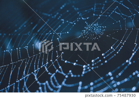 Spider thread and raindrops Spider thread and raindrops 75487930