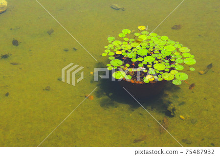 Water lily Water lily 75487932