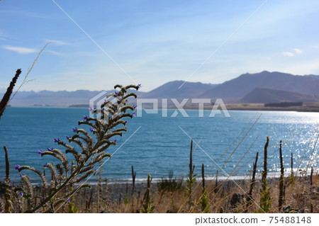 Lake Tekapo, Church of the Shepherd, Emerald Green, Lake, Superb View (New Zealand) Lake Tekapo, Church of the Shepherd, Emerald Green, Lake, Superb View (New Zealand) 75488148