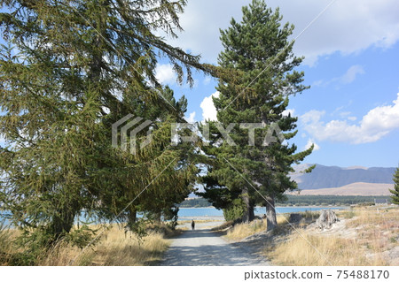 Lake Tekapo, Church of the Shepherd, Emerald Green, Lake, Superb View (New Zealand) Lake Tekapo, Church of the Shepherd, Emerald Green, Lake, Superb View (New Zealand) 75488170