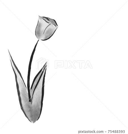 Tulip flower (hand-drawn illustration of ink) 75488393