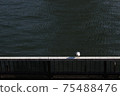海鷗和水面 75488476