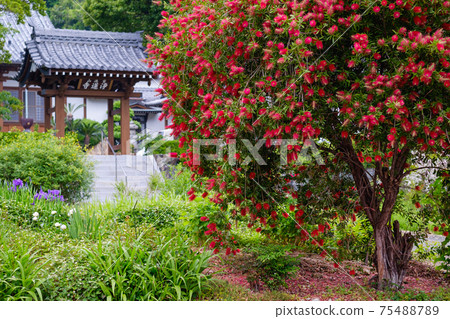 Callistemon speciosus和聖殿 Callistemon speciosus和聖殿 75488789