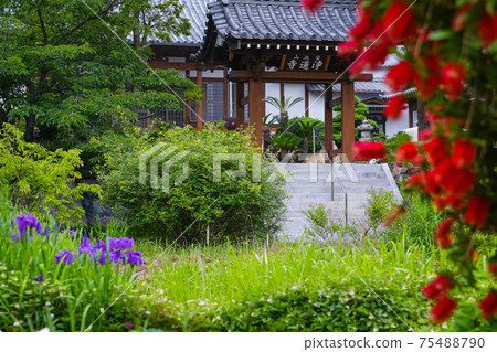 Callistemon speciosus和聖殿 Callistemon speciosus和聖殿 75488790